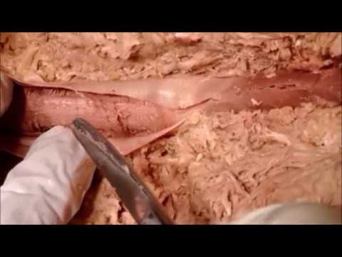 vivasan arthrosis kezelés