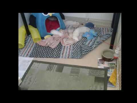 Bonsai Ahma Live-stream 2019