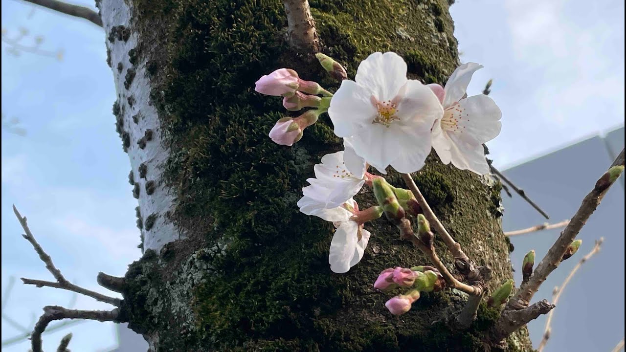 Hisashi Hiramatsu (January 1, 1935March 13, 2021) Kyoto Tachibana S.H.S. Band Unofficial