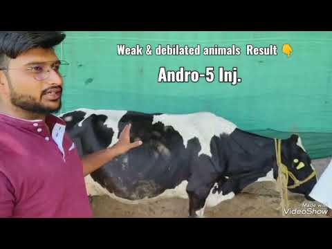 Cowcare Pharmaceutical Pvt ltd New -Andro -5 Inj.*Weak & debilated animals Andro -5 Result 👌👆*
