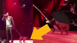 PLAYBOI CARTI BRINGS OUT DOG DURING CONCERT!