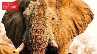 How to stop the ivory trade