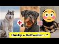 Husky ❤️ Rottweiler Mix✨ Breed😱🐶 | #shorts #dogs #Cutedogs #puppies