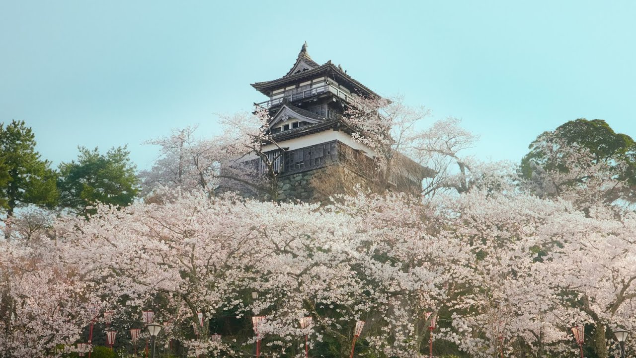 桜に浮く城【丸岡城】2022年満開のさくらを見たい方へ