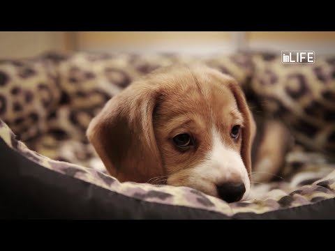 Life is Better with Friends - Cfare duhet te dini per sterilizimin e qenve