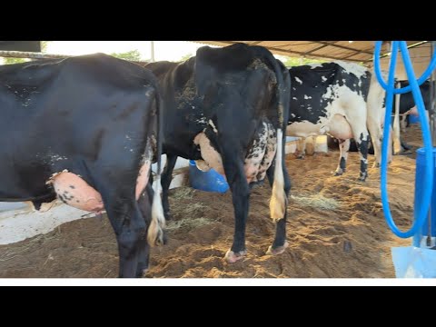 Vacas De 52 Litros De Leite Por Dia Na Exposição De Produtores De Itajubá Minas Gerais