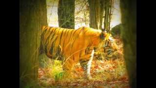 preview picture of video 'Wardha to Bandhavgarh Tour Packages'