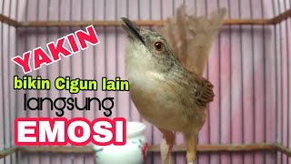 Download lagu TES MENTAL ciblek gunung mu dengan cigun gacor ngebrem bikin emosi ini mp3