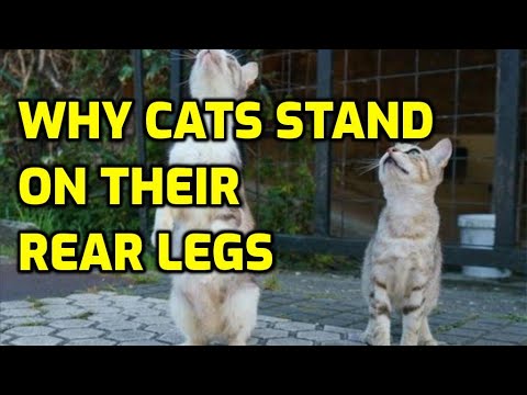 Why Do Cats Stand Up On Their Back Legs?