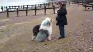 preview picture of video 'Bobby & Tiger Pevensey Beach Jan 2008 A'