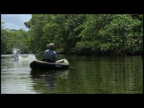 Showdown with a Massive Tarpon