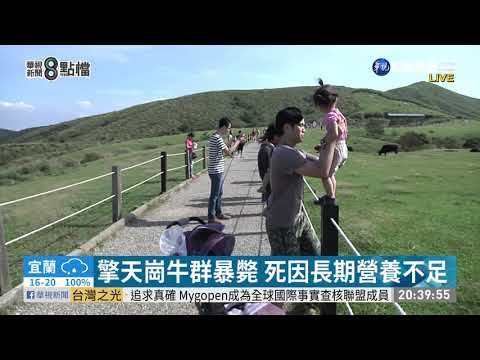擎天崗牛群暴斃 死因長期營養不足