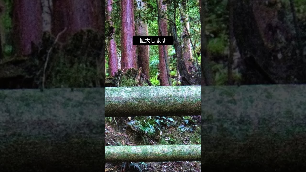 京都某神社にて、、誰もいないはずですが、、京都パワースポット