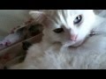 Snowbell