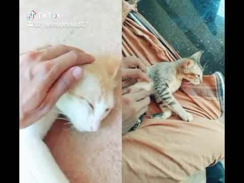 Funny Cat sleeping...