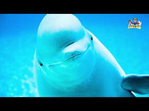 Beluga Whales: The Sea's Most Adorable Genius