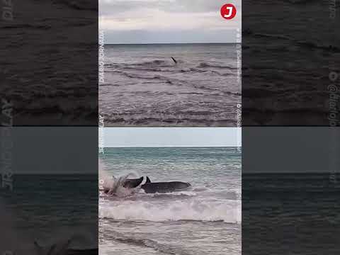 CAPTAN a una *ORCA DEVORANDO* un TIBURÓN en plena costa #comodoro #chubut #patagonia #argentina