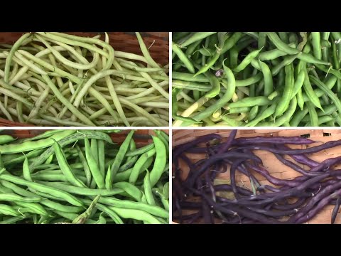 Vertical Gardening 12 Vegetables That Can Be Grown On A Trellis