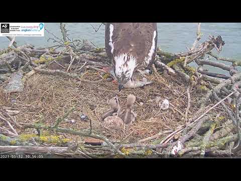 Rutland Water osprey feeding new chicks 2021