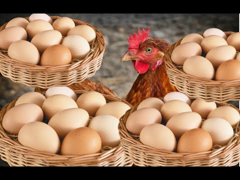 Теперь куры зимой несутся даже больше чем летом!