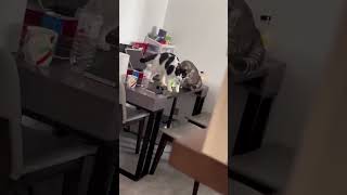 かわいいヌッコまとめ #かわいい動物 #癒し #ペットのいる暮らし