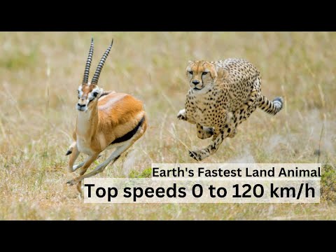 Unleashing the Speed: Exploring the Incredible Agility of the Cheetah | SGK English