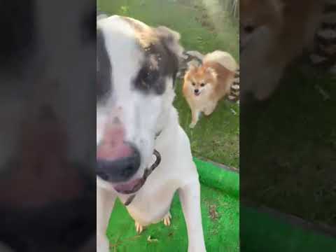 Vídeo de Bud