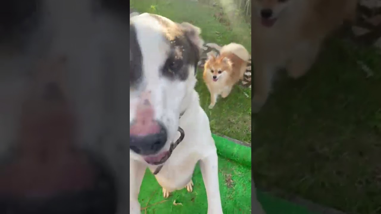 Cachorro raça SRD-ViraLata idade 3 anos nome Bud