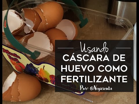 Utilizando cáscara de huevos como fertilizante