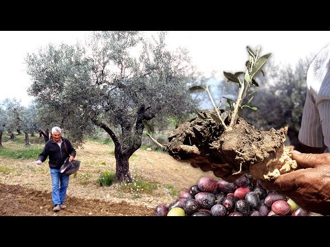 The olive tree, the "immortal" tree of the Mediterranean. Ancient secrets and techniques