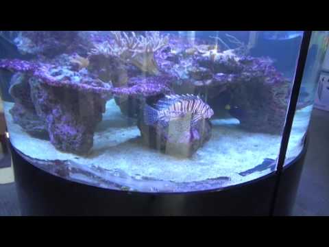 Meerwasser Aquaristik, Aqua Tropica in Köln