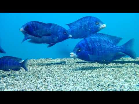Placidochromis phenochilus mdoka white lips