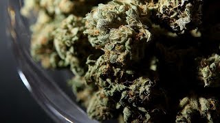 Michigan&#39;s marijuana business sees massive boom in pandemic, expected to surpass $1B