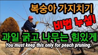 복숭아 전정에 이것 만은 꼭 지켜야 합니다.You must keep this only for peach pr…
