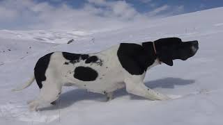 Pointer guiando en nieve