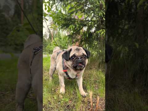 When Sonu got scared and went into the forest #youtubeshorts #viralshorts