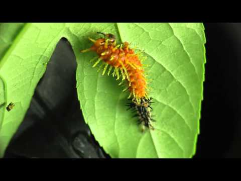 Caterpillar Shedding Skin