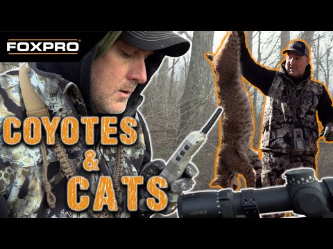 Late-Season Coyote and Bobcat Hunting