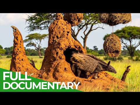 Africa's Wild Roommates