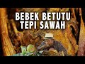Review Bebek Betutu Di Bebek Tepi Sawah Ubud Bali Benoe Bilang Jaen Sajan
