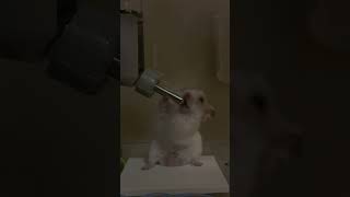 ゴクゴク#ハムスター #ハムスターのいる生活 #ハムスター好き #キンクマ #hamster