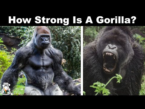 1st YouTube video about are gorillas dangerous