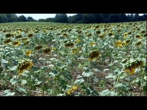 Sunflower Project