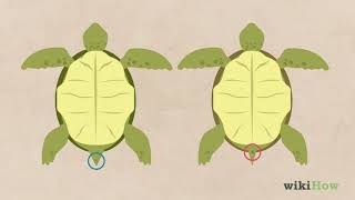 How to Tell If a Turtle Is Male or Female
