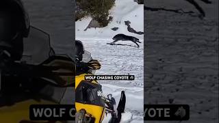 The size difference is crazy 😳 #wolf #coyote #wildanimals #outdoors #canada #animals #wildlife