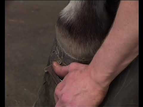 Hoven - Hovbeslag och broddar