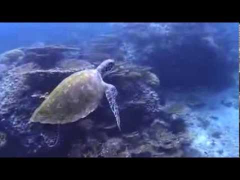 Daynamiat und Walhaie, Daymaniyat Inseln,Oman