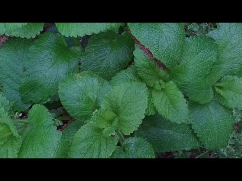 MELISSA pianta officinalis (edibile curativa)