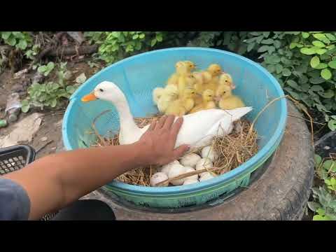 Amazing Pekin Duckling Hatching From Eggs - Nee Baby Duck Born