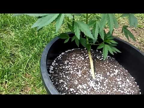 Pure kush 😎LET'S GET IT!